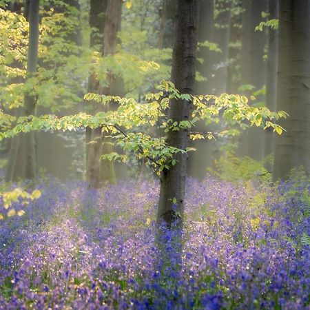 ブレン・ラルー Bois De Hal Bed & Breakfast エクステリア 写真